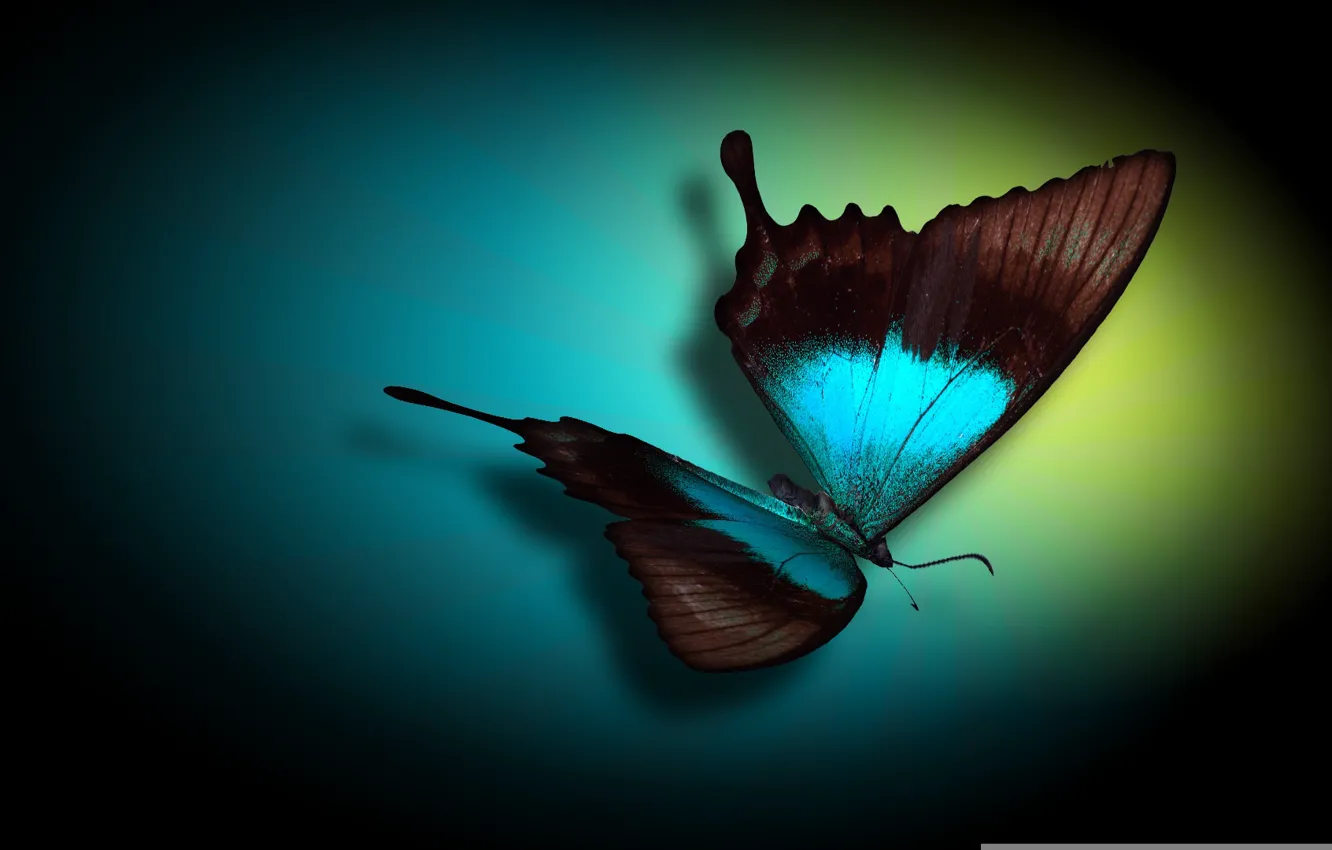 Photo wallpaper color, butterfly, oval