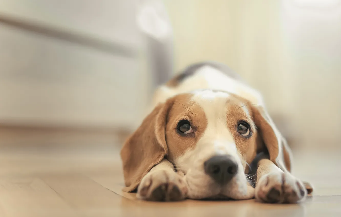 Photo wallpaper dog, puppy, puppy, dog, pet, dogs, beagle, snappy