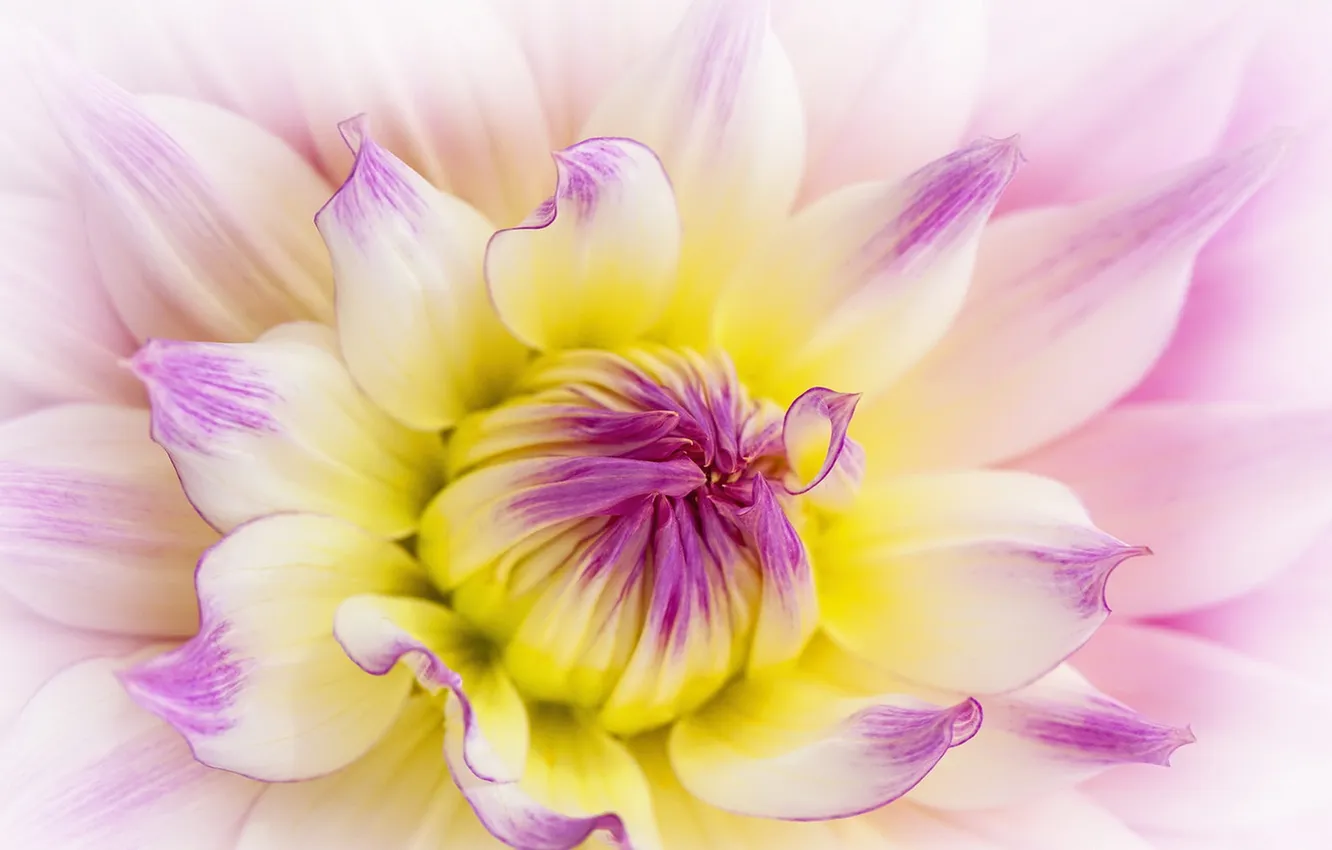 Photo wallpaper macro, flowers, nature