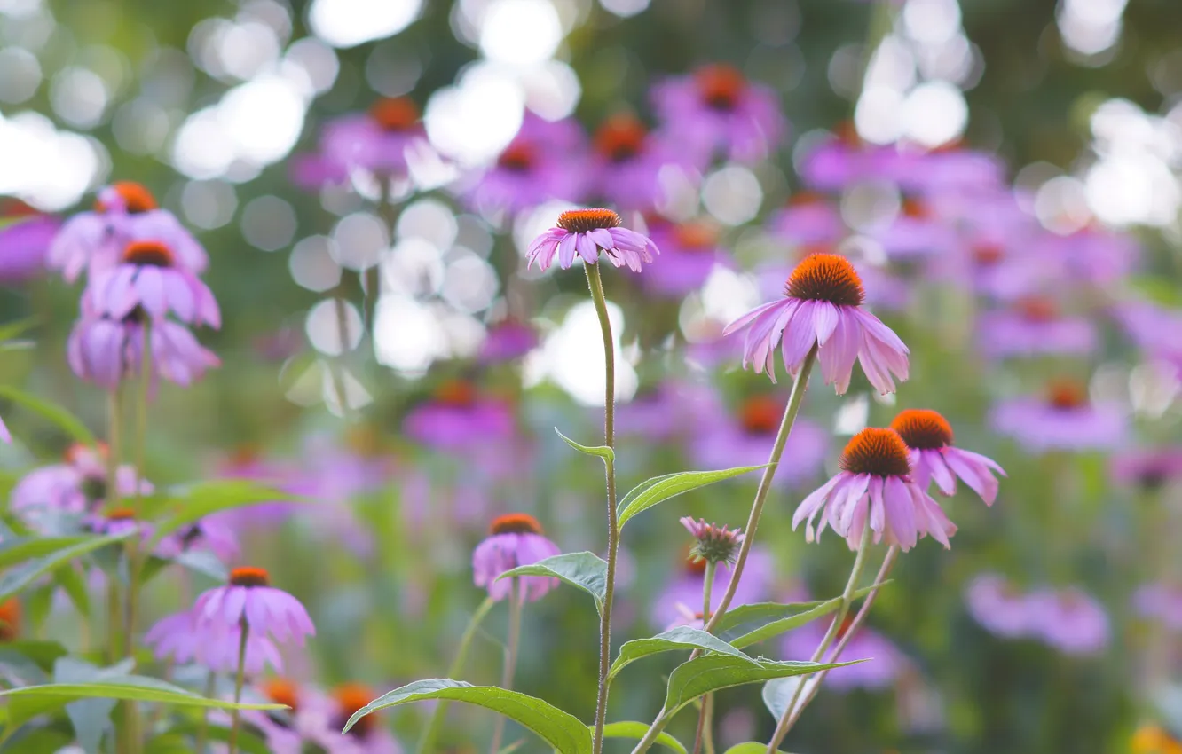 Photo wallpaper field, glare, petals, meadow, Echinacea