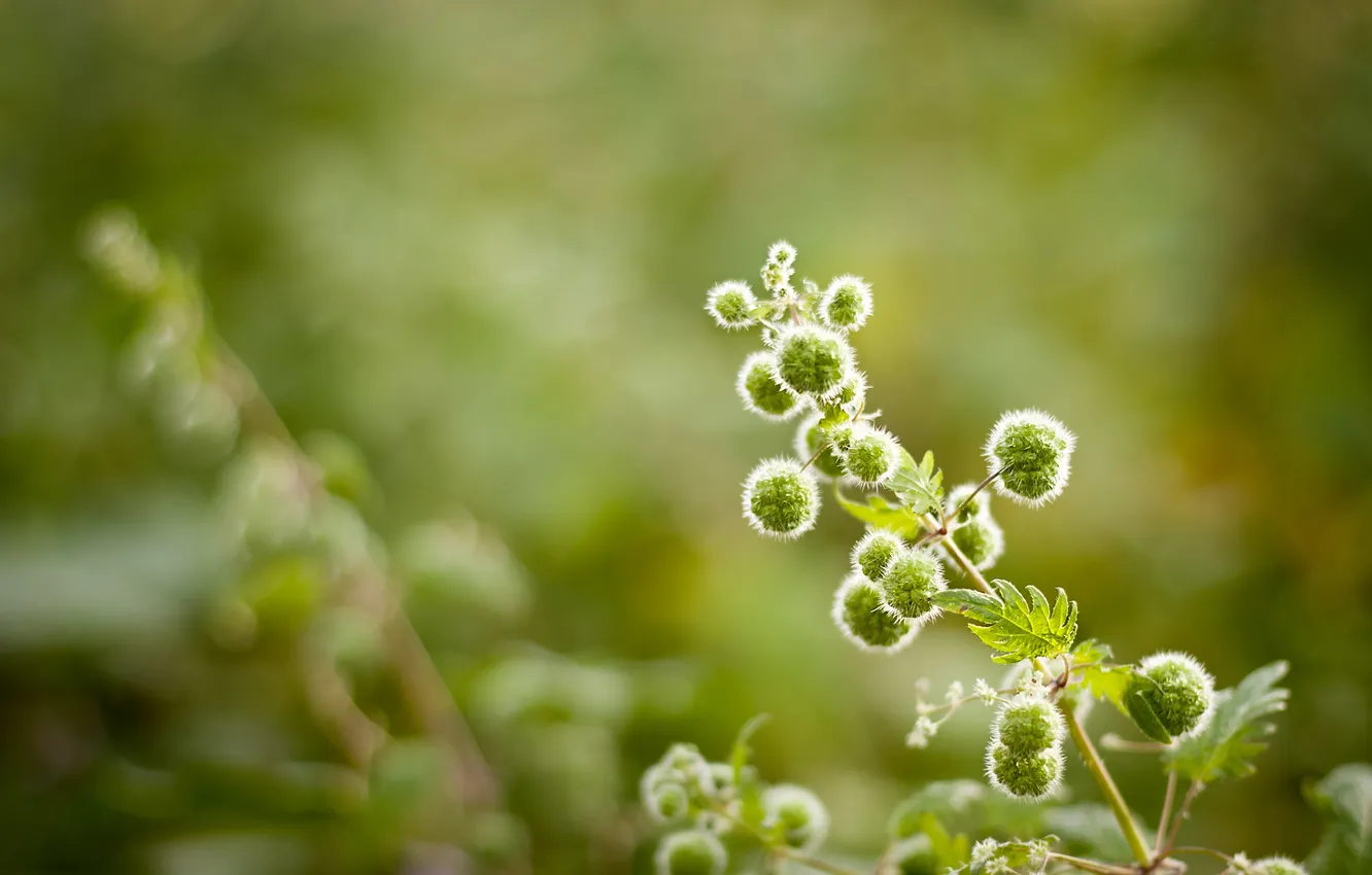 Photo wallpaper balls, macro, flowers, branches