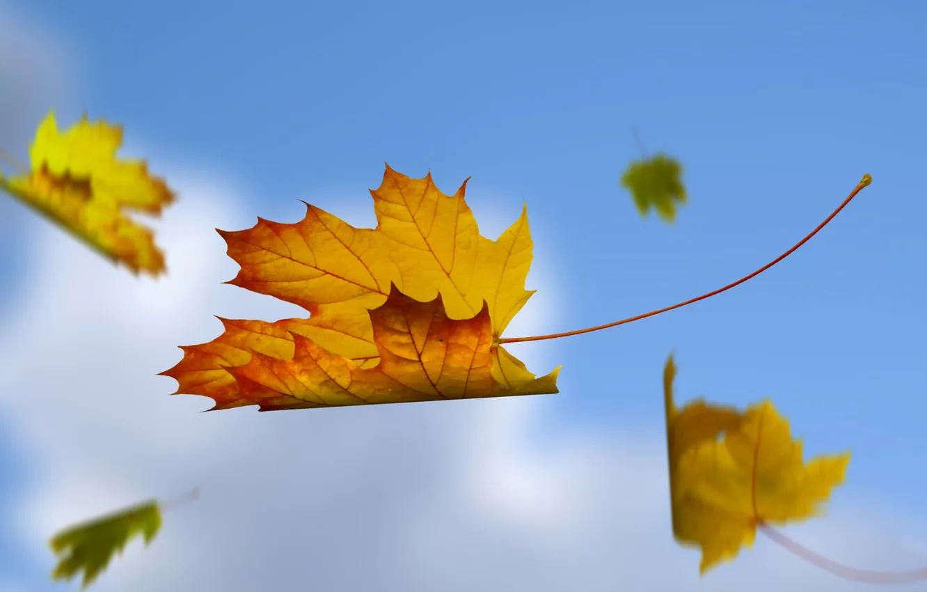 Photo wallpaper autumn, the sky, leaves, nature, collage