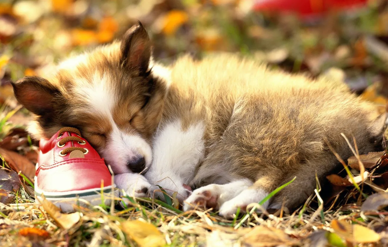 Photo wallpaper sleep, shoes, puppy