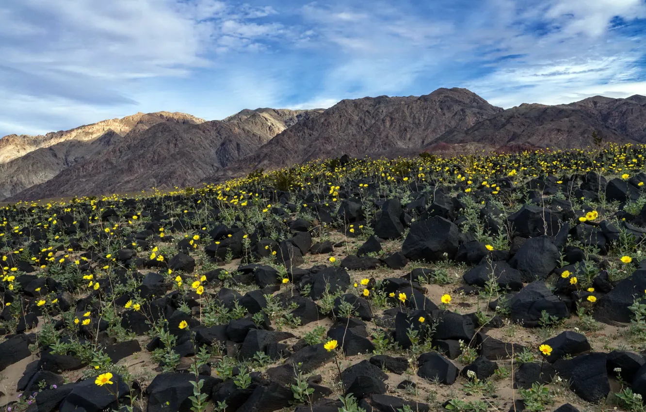 Photo wallpaper flowers, Death Valley, Daily Ray of Hope