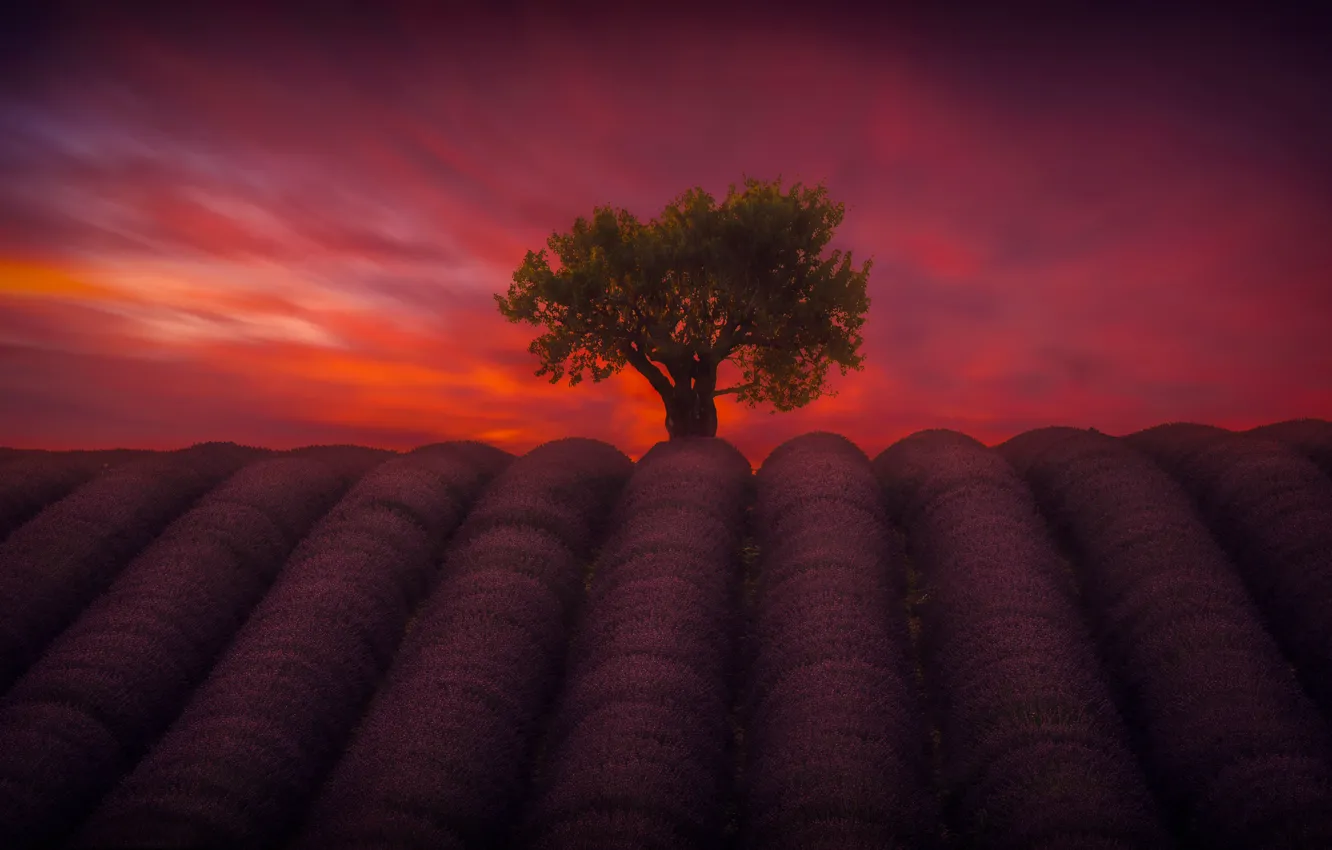 Photo wallpaper field, the sky, trees, the evening