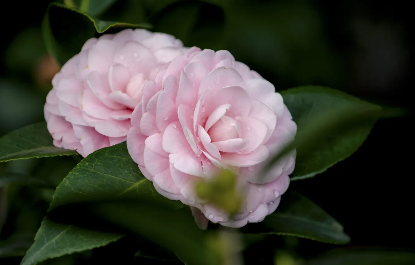 Photo wallpaper leaves, flowers, pink, flowering, the bushes, Camellia
