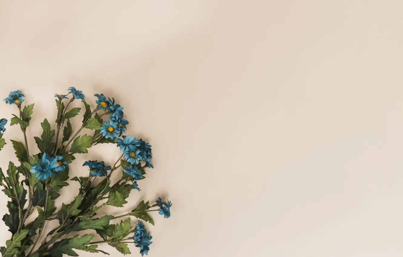 Photo wallpaper flowers, background, bouquet, chrysanthemum