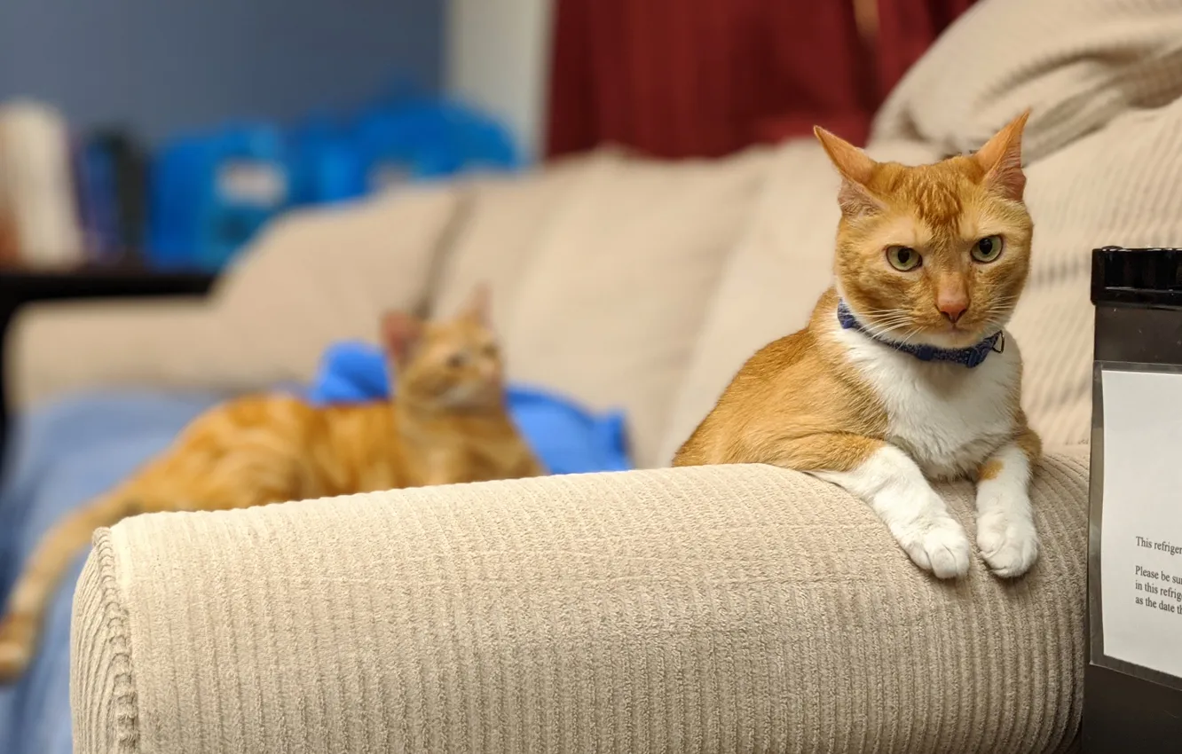 Photo wallpaper cat, cat, collar, red cat