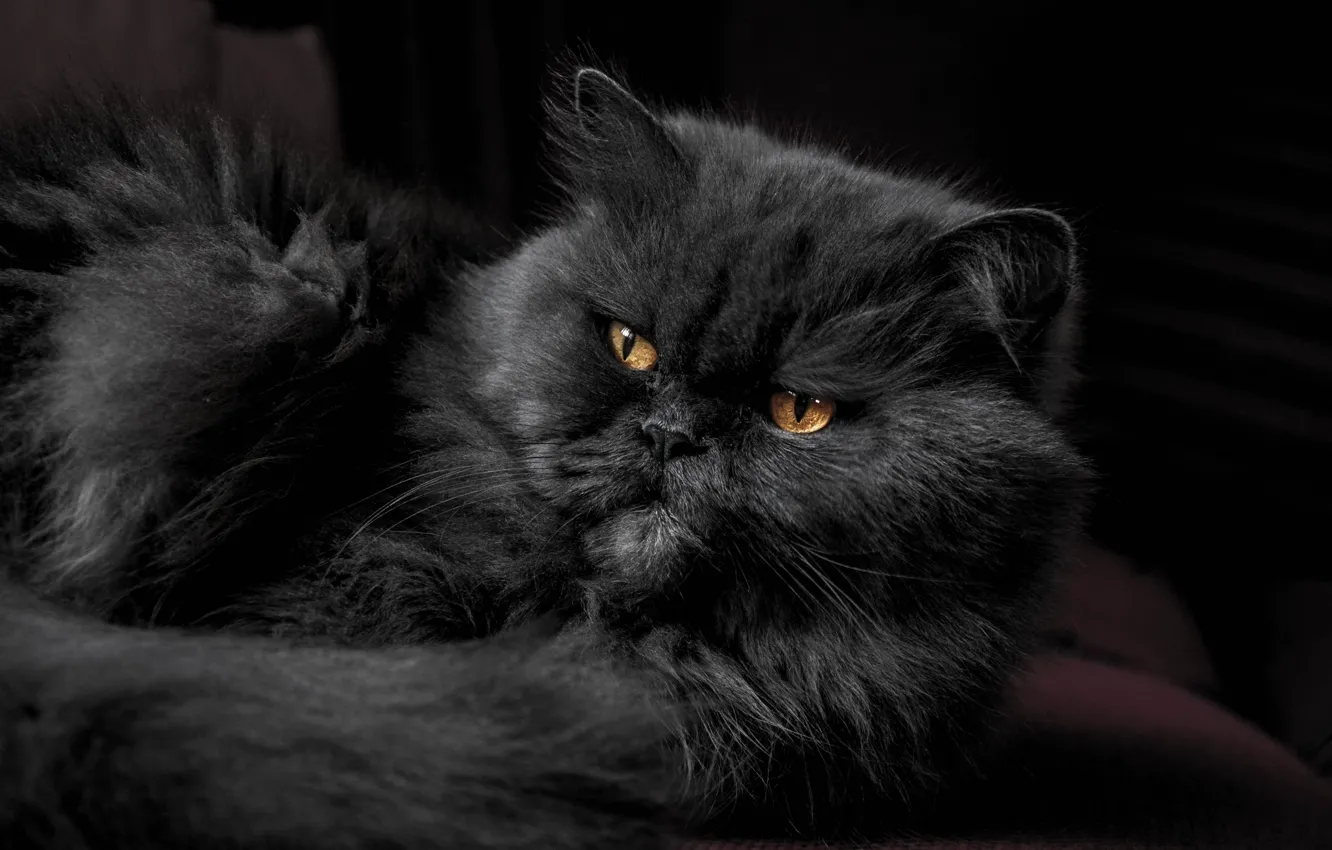 Photo wallpaper cat, cat, animal, pet