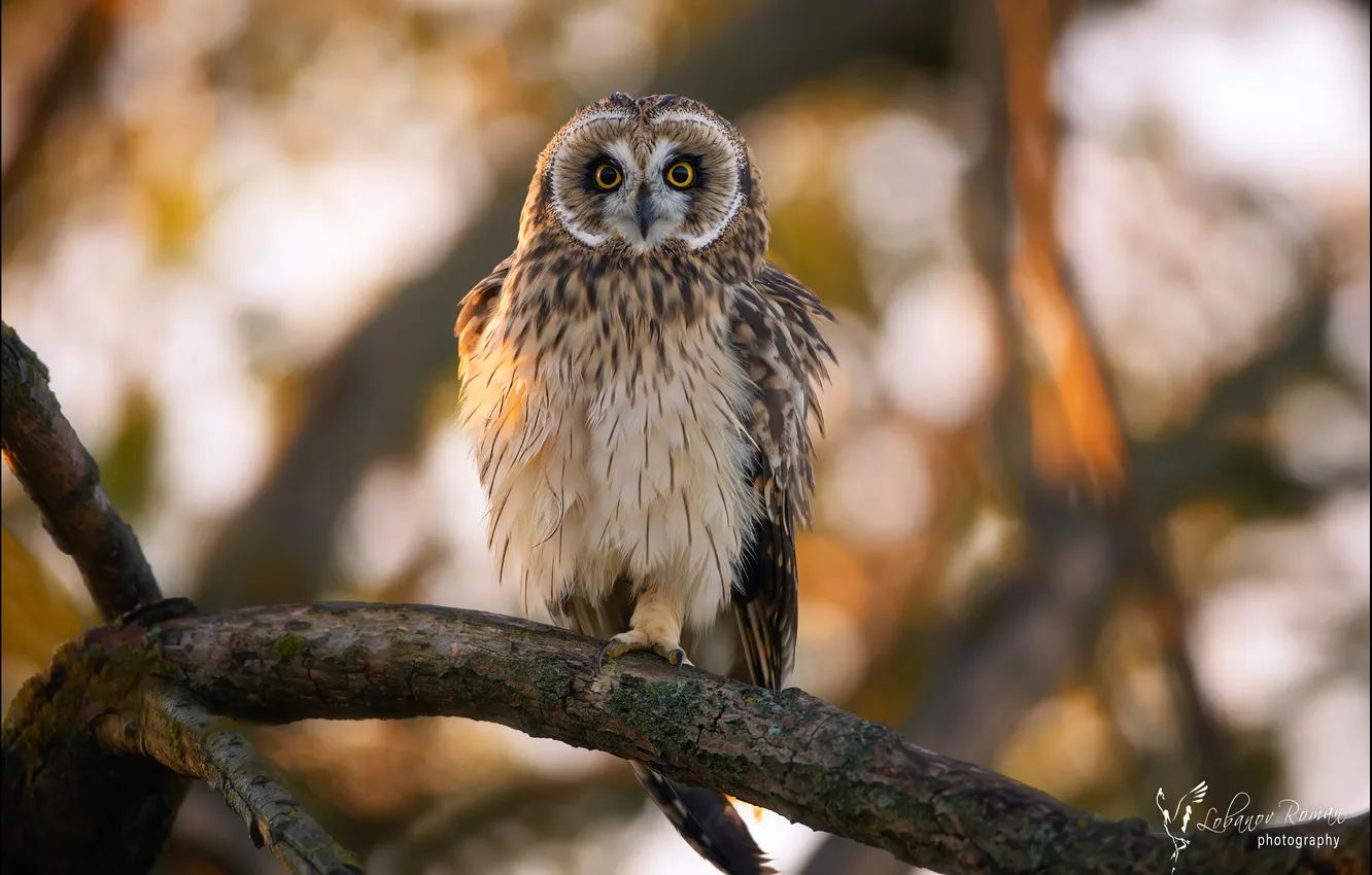 Photo wallpaper owl, predator, bokeh, sitting on a branch, Lobanov Roman, The chattering owl