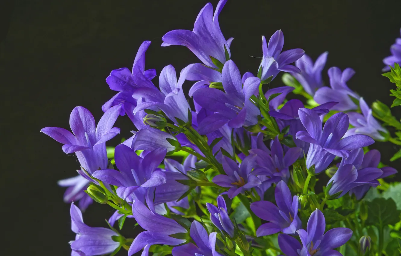 Photo wallpaper macro, bells, lilac