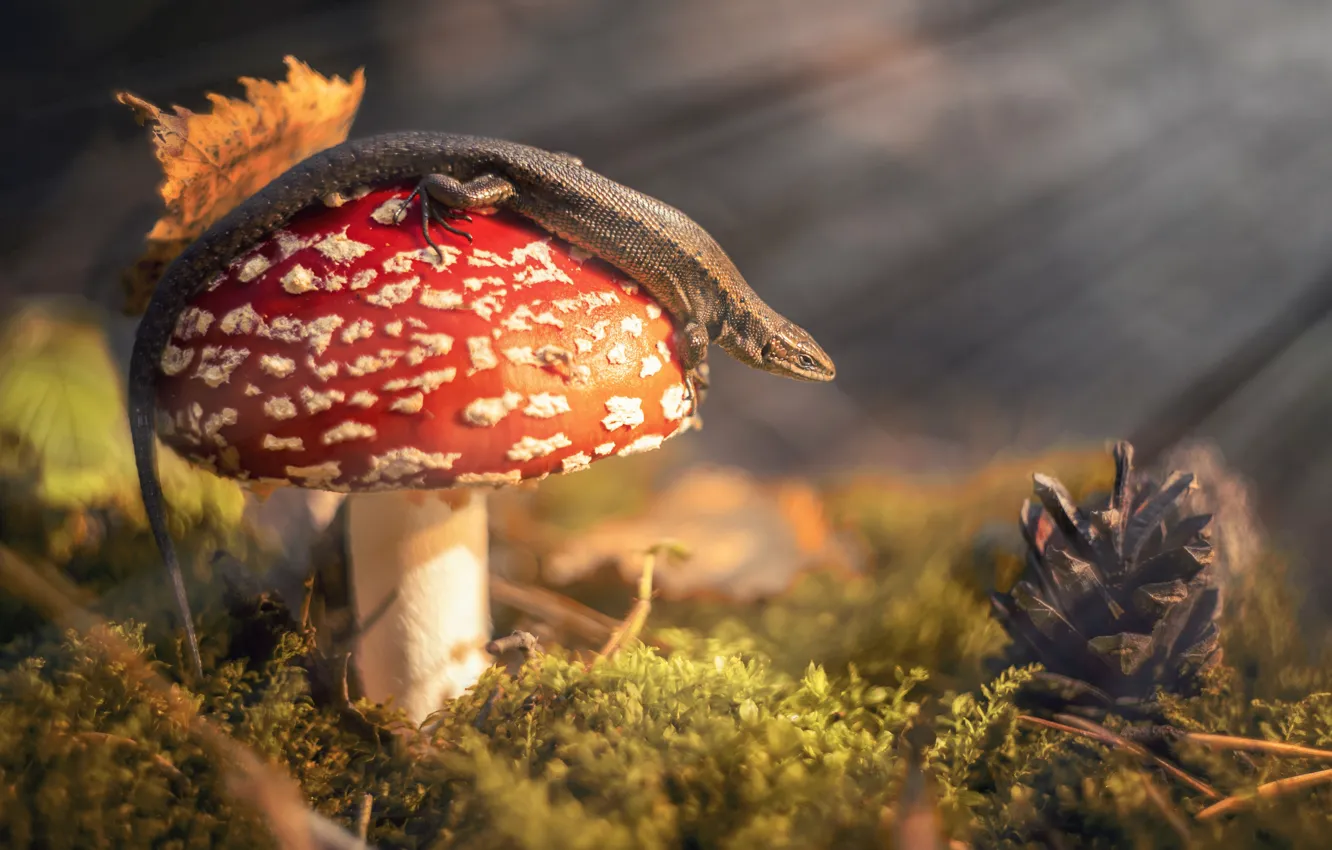 Photo wallpaper autumn, rays, light, glade, mushrooms, leaf, moss, mushroom