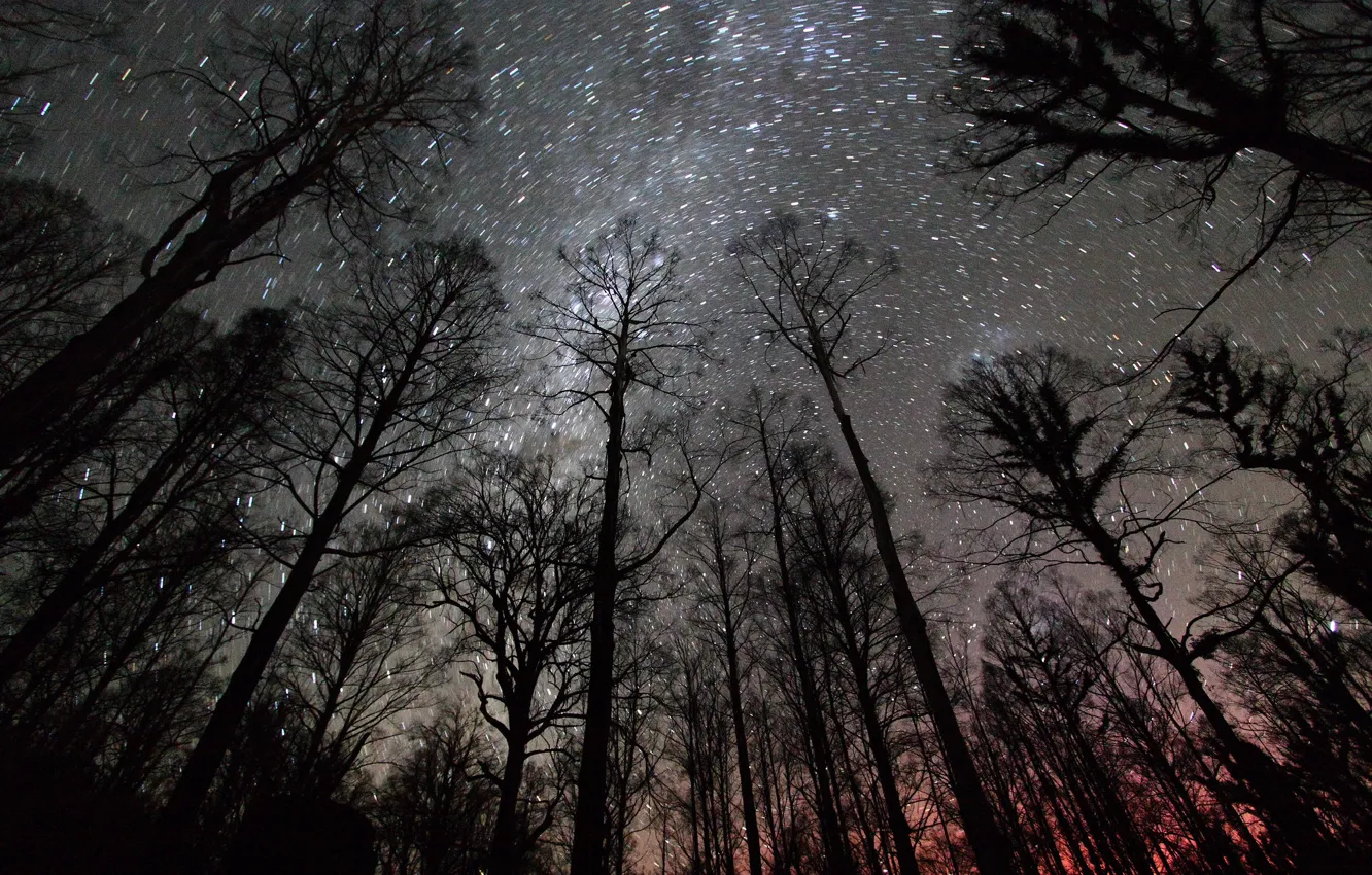 Photo wallpaper Night, Forest, Constellation