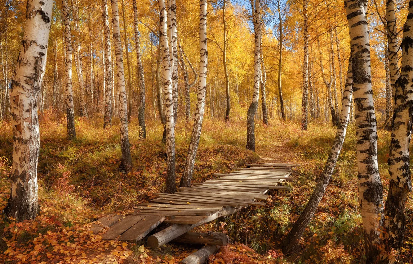 Photo wallpaper autumn, forest, leaves, bridge, nature, photo, birch