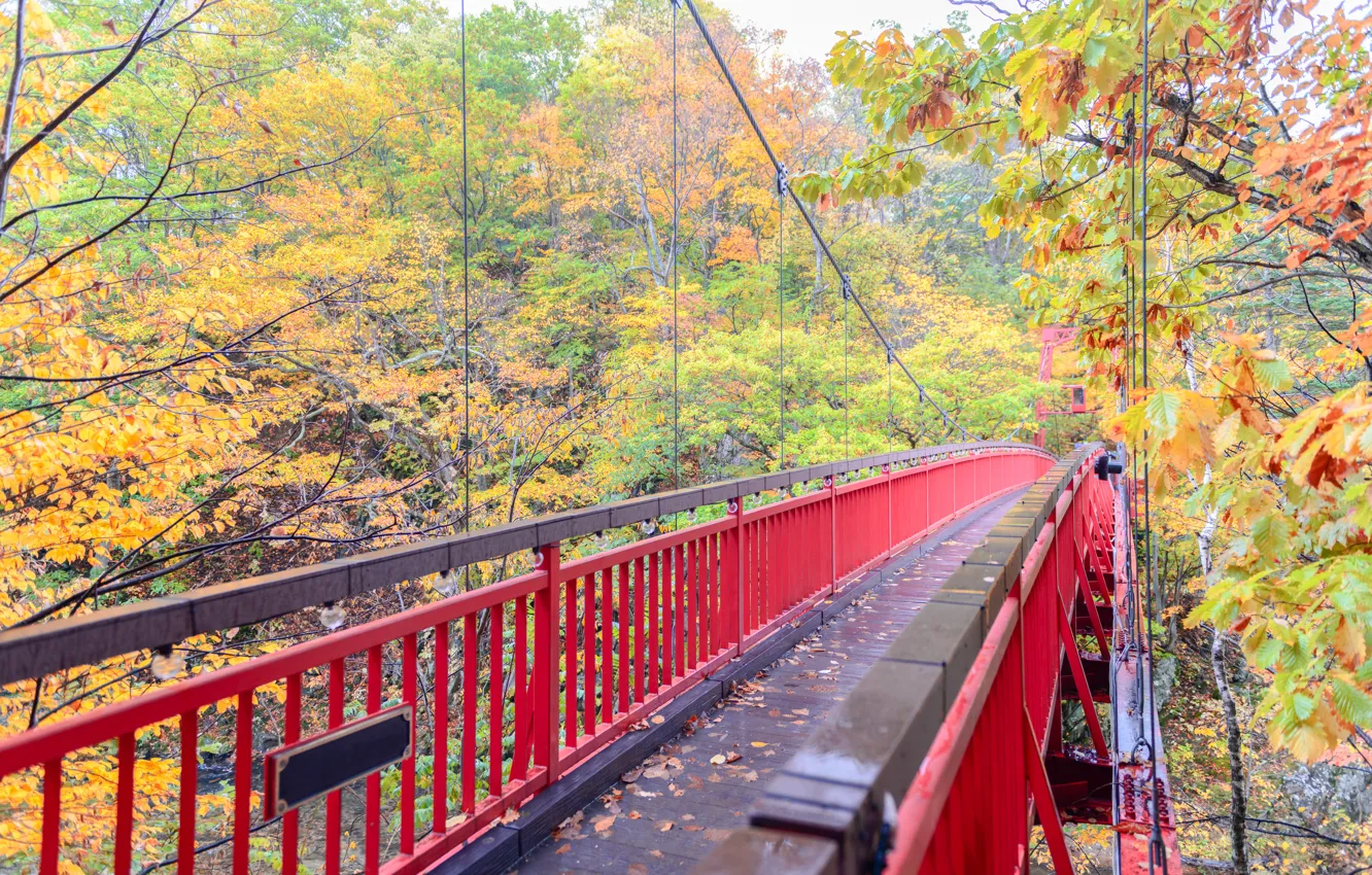 Photo wallpaper autumn, leaves, trees, bridge, Park, colorful, landscape, bridge