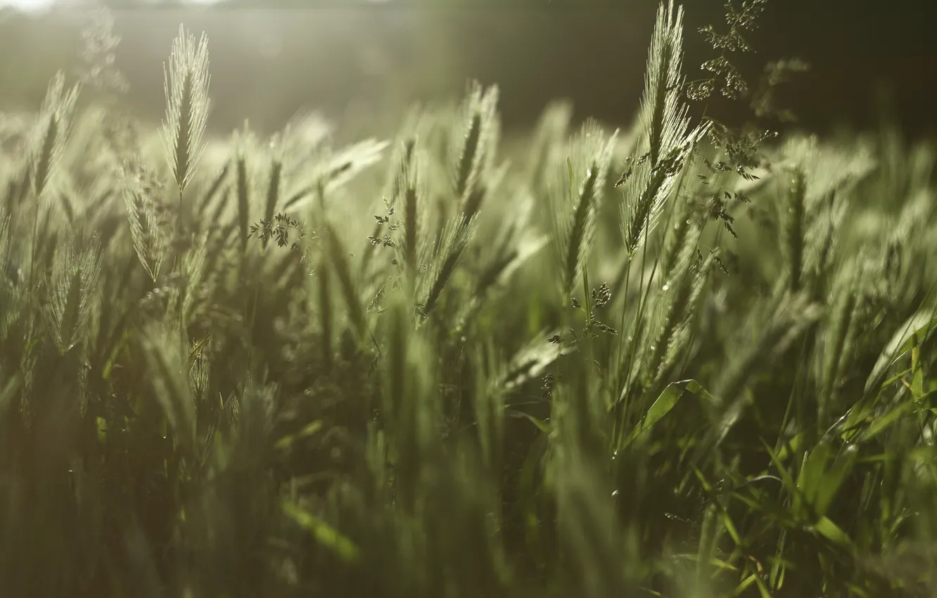 Photo wallpaper greens, grass, spikelets, weed, landscape. meadow