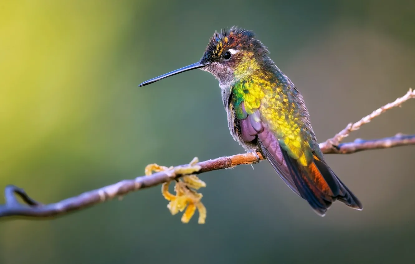 Photo wallpaper branches, background, bird, Hummingbird, Buffy Hummingbird, Hummingbird-selasphorus, Volcano hummingbird, Selasphorus flammula