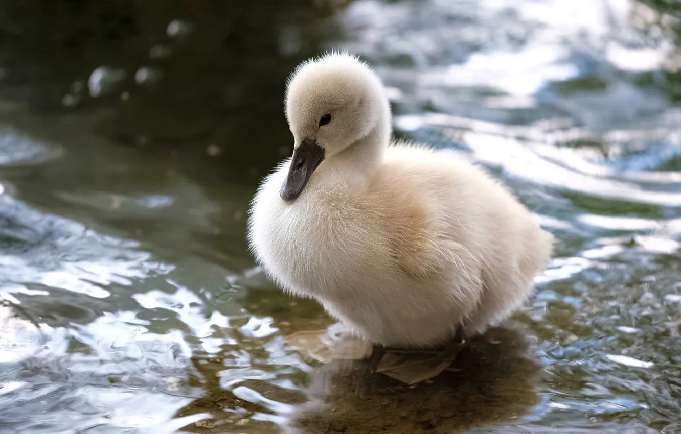Photo wallpaper water, bird, swans, Chicks, pond, the Lebeda