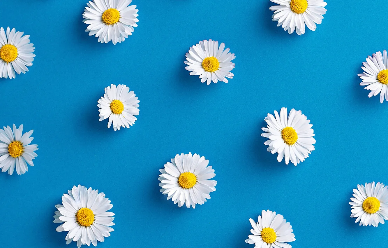 Photo wallpaper flowers, background, chamomile