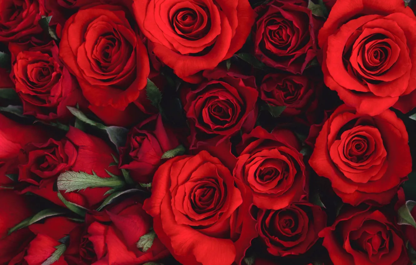Photo wallpaper flowers, bouquet, beautiful, red, red, Roses, flower, flowers