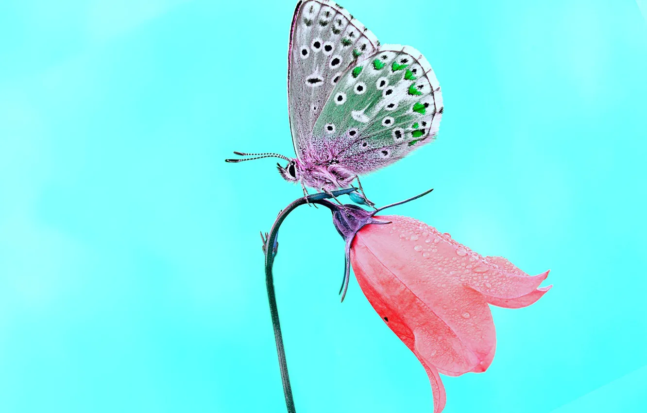 Photo wallpaper BUTTERFLY, FLOWER, INSECT, BELL