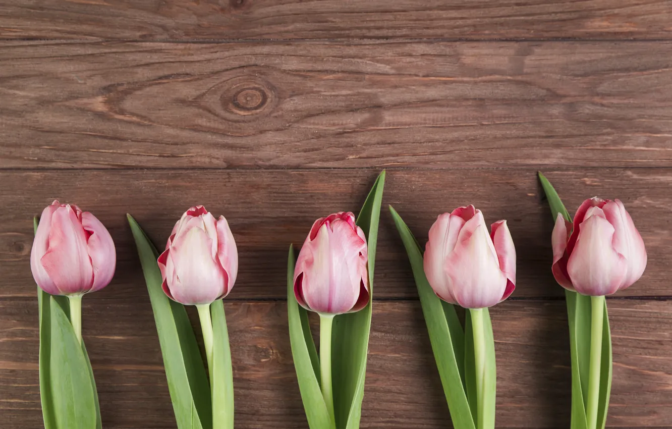 Photo wallpaper flowers, tulips, pink, wood, pink, flowers, beautiful, tulips