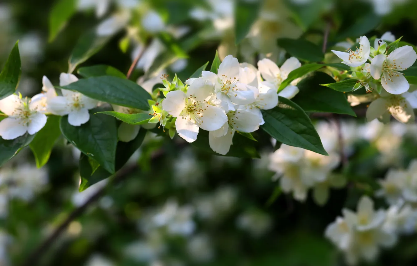 Photo wallpaper flowers, spring, flowering, Mock orange