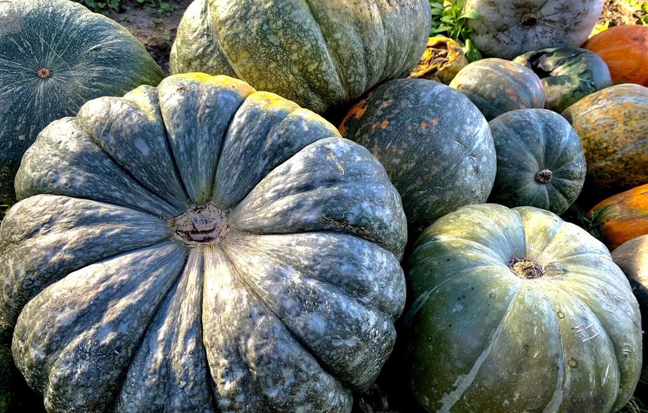 Photo wallpaper autumn, food, harvest, pumpkin, vintage Wallpaper