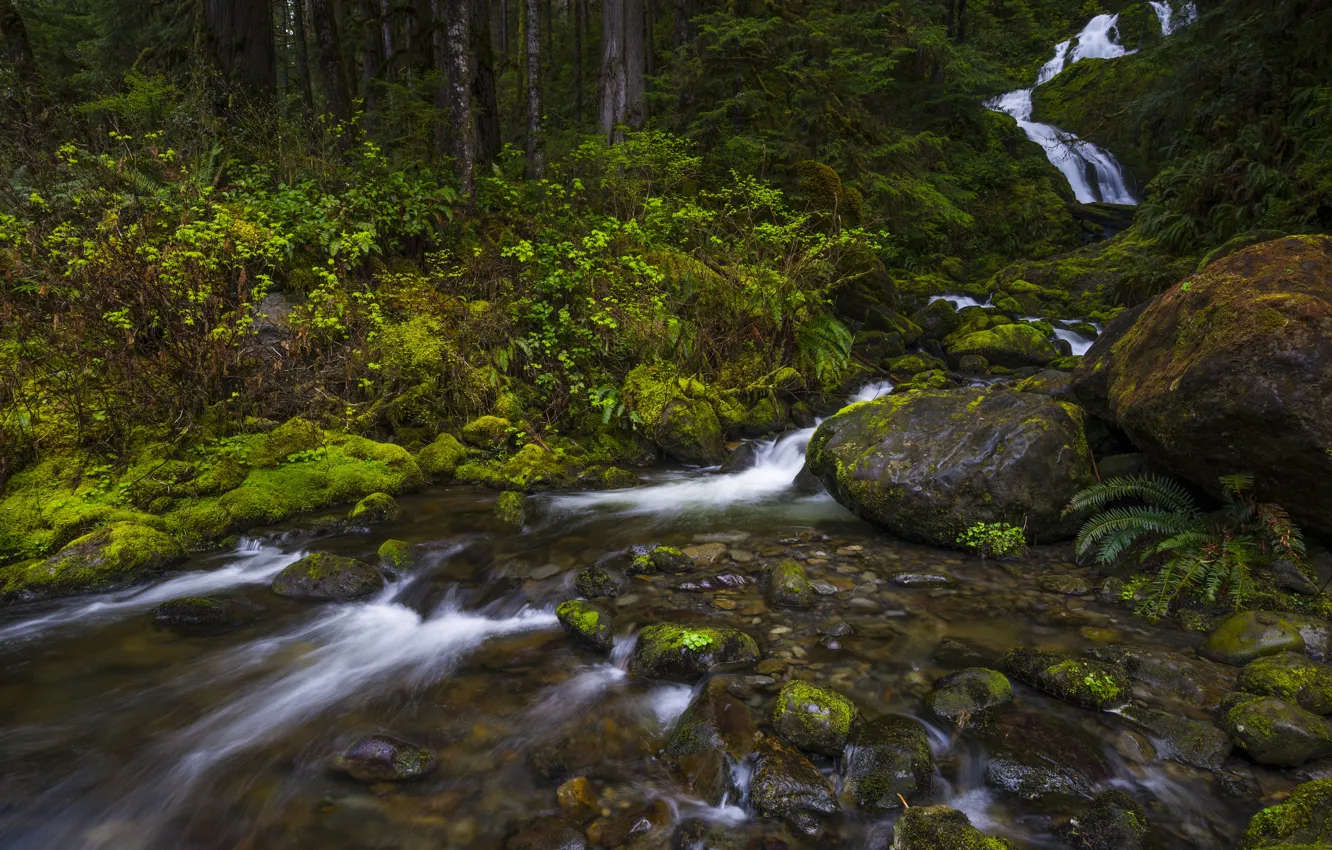 Photo wallpaper forest, stream, stones, waterfall