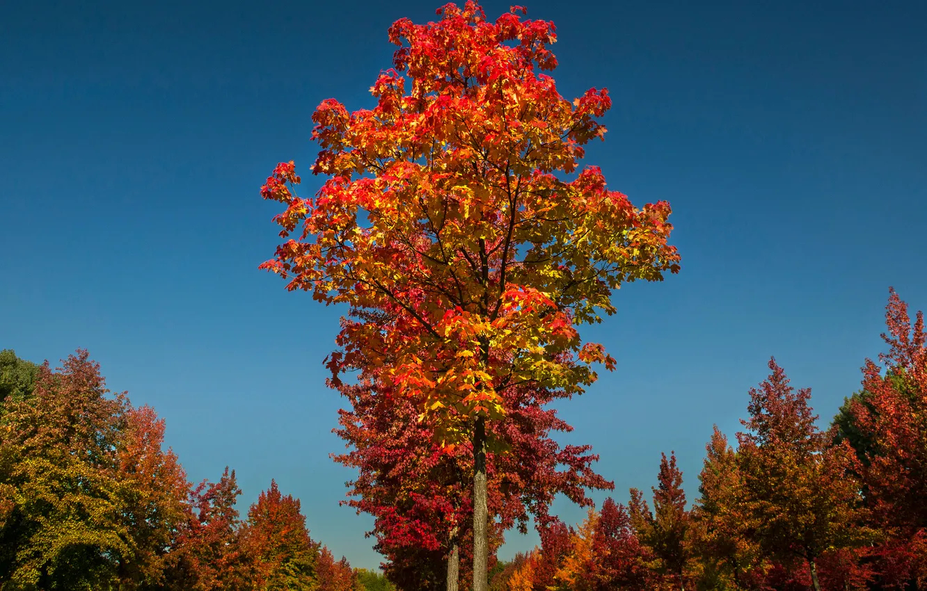 Photo wallpaper autumn, forest, the sky, trees