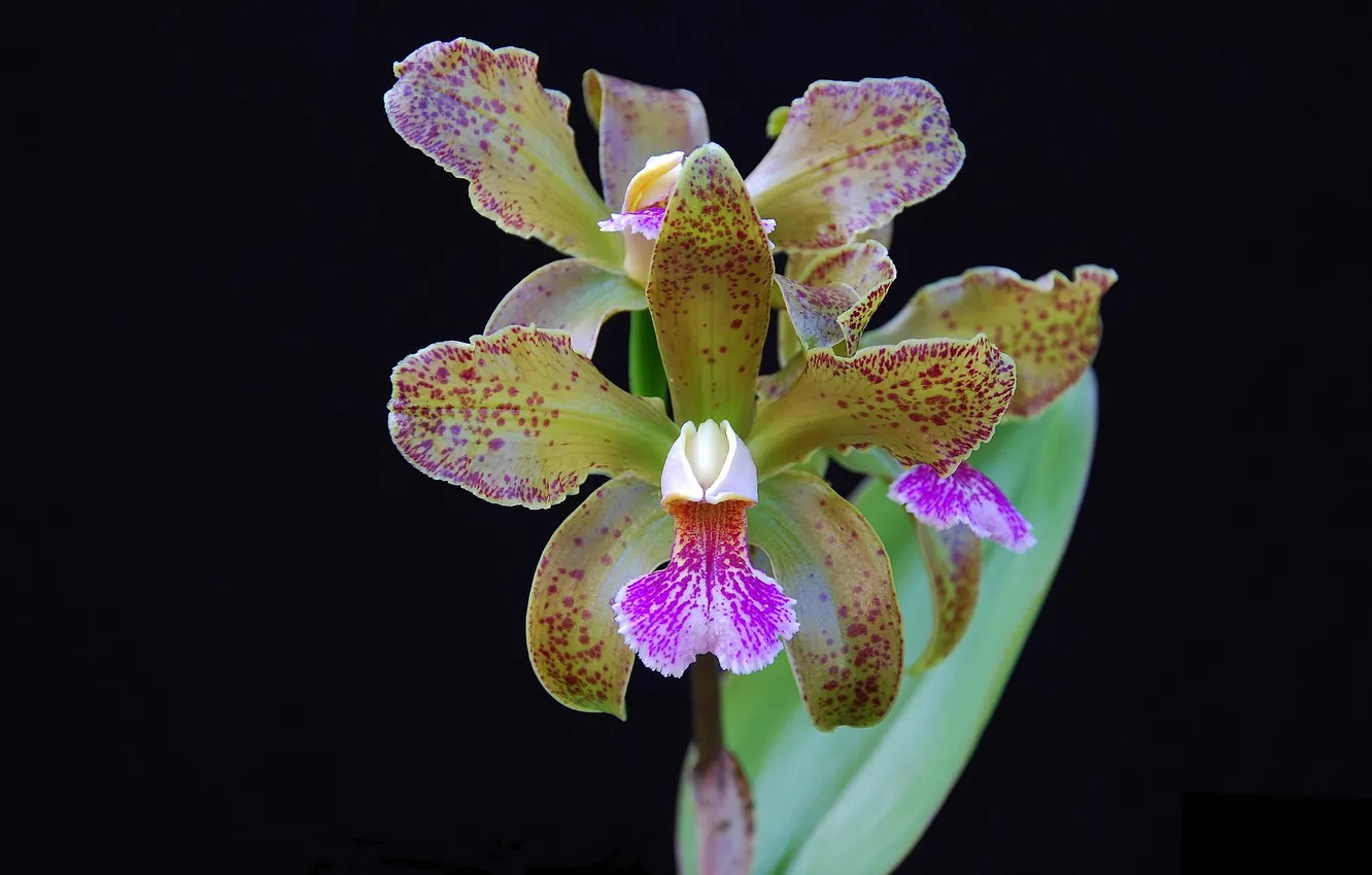 Photo wallpaper macro, background, petals, Orchid