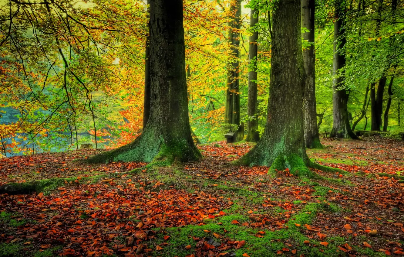 Photo wallpaper greens, autumn, forest, leaves, trees, branches, trunk