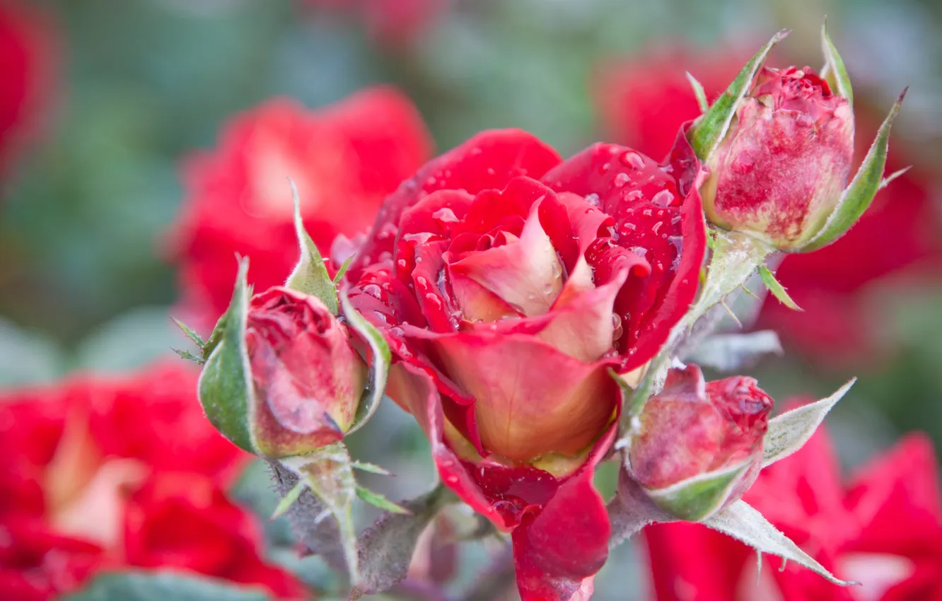 Photo wallpaper summer, macro, flowers, nature, Rosa, heat, roses, petals