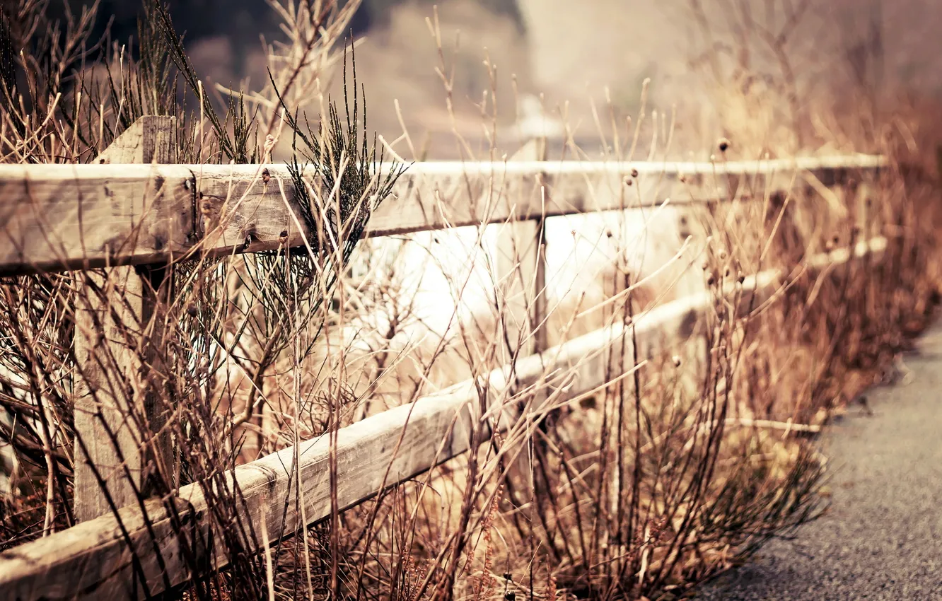 Photo wallpaper grass, macro, the fence