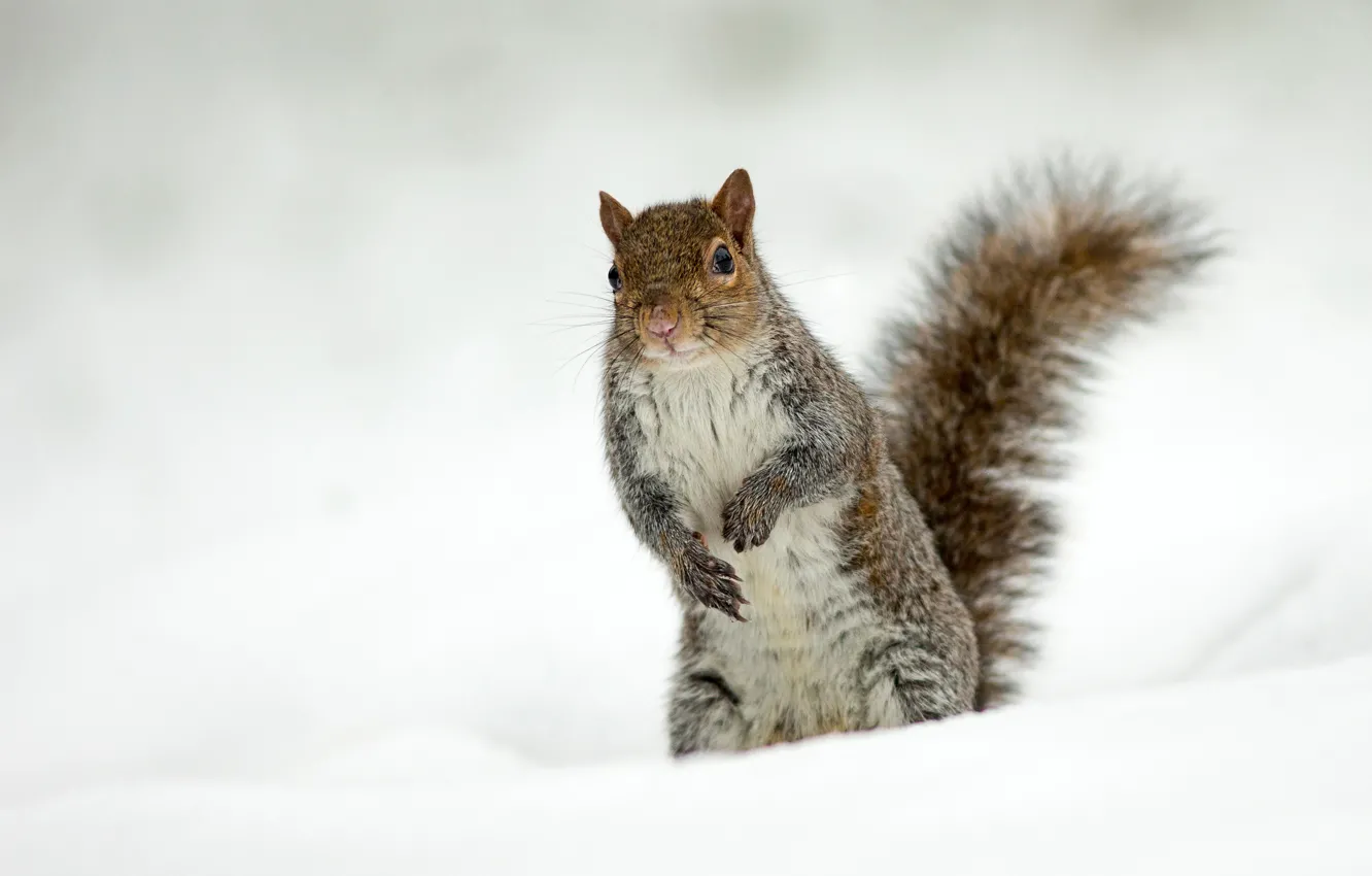 Photo wallpaper snow, background, protein, stand, rodent, pet
