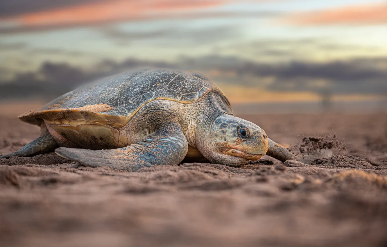 Photo wallpaper sand, sea, shore, turtle, sea turtle