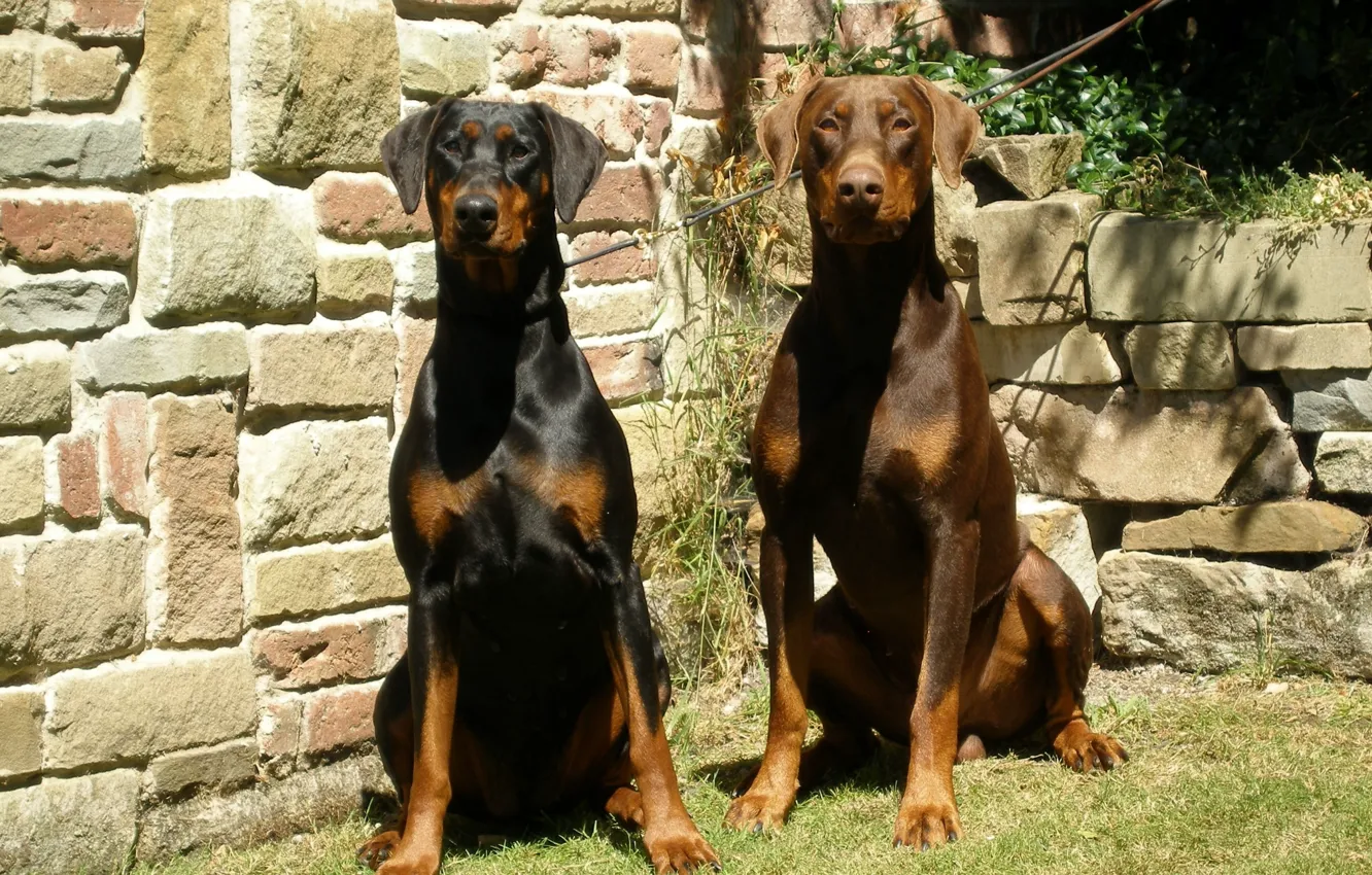 Photo wallpaper black, brown, breed, German, Dobermans