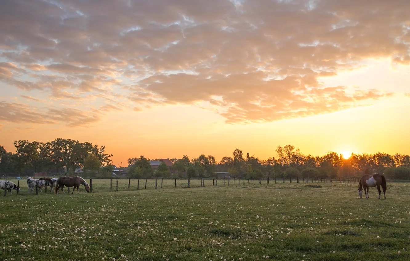 Photo wallpaper field, summer, the sky, clouds, rays, light, trees, sunset