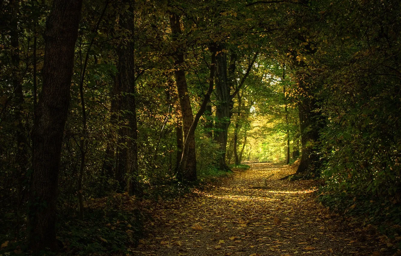 Photo wallpaper leaves, trees, trail, Forest