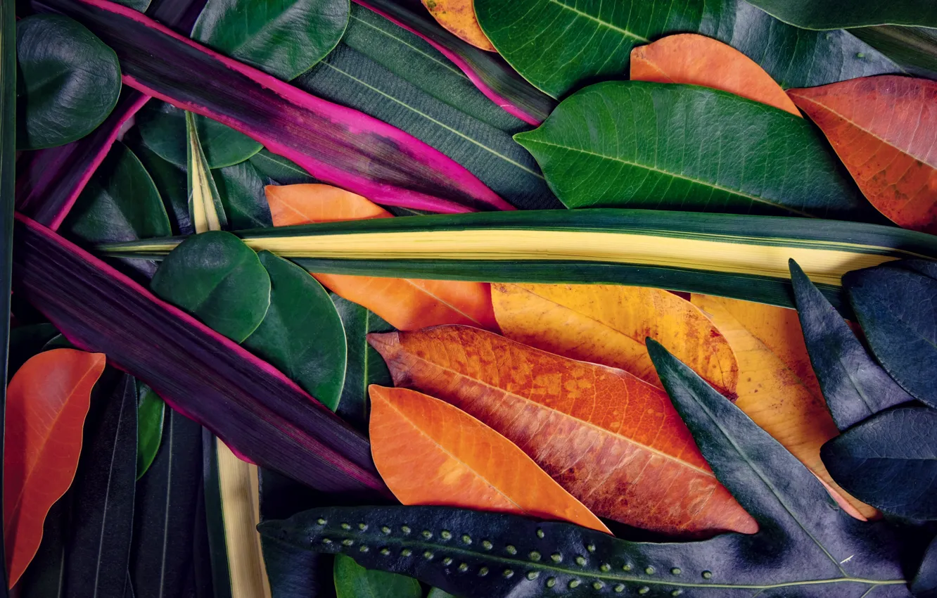 Photo wallpaper leaves, background, colorful, texture, background, leaves