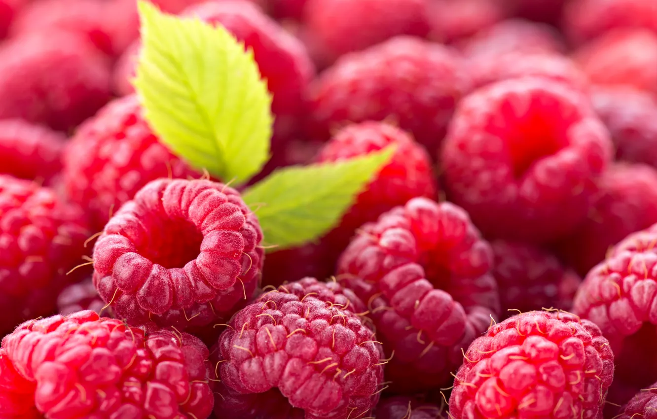 Photo wallpaper berries, raspberry, leaf