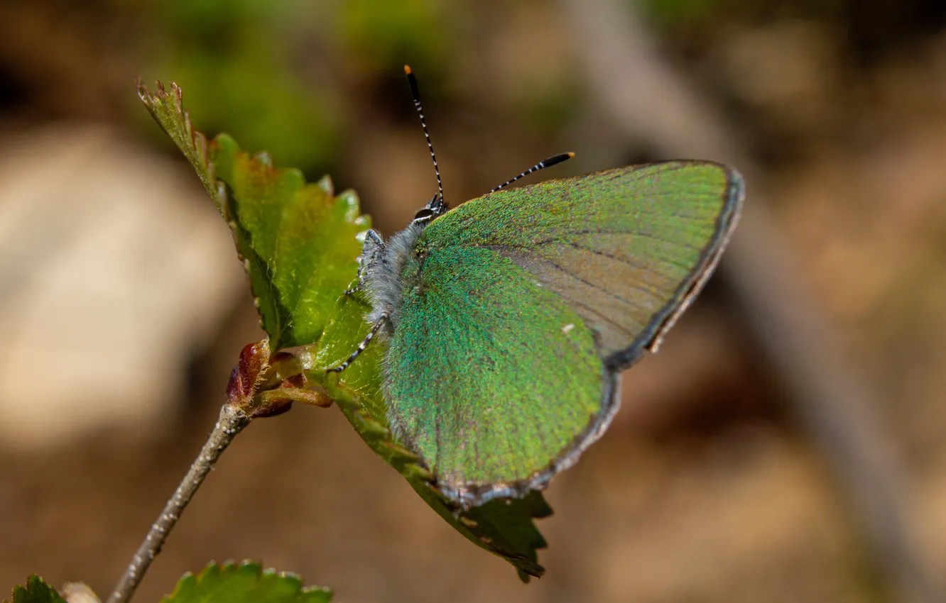 Photo wallpaper macro, butterfly, insect, Malinnitsa