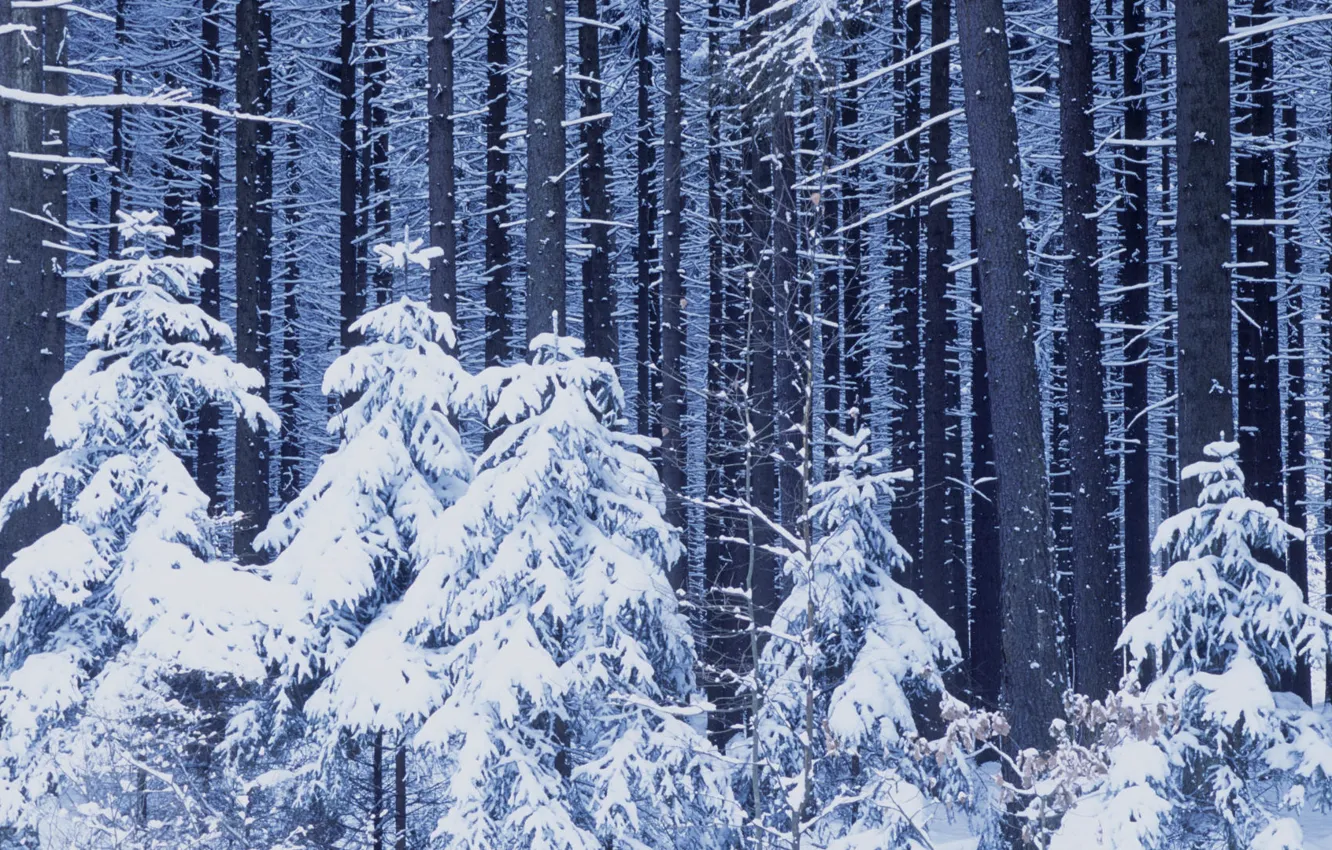 Photo wallpaper winter, forest, snow, new year