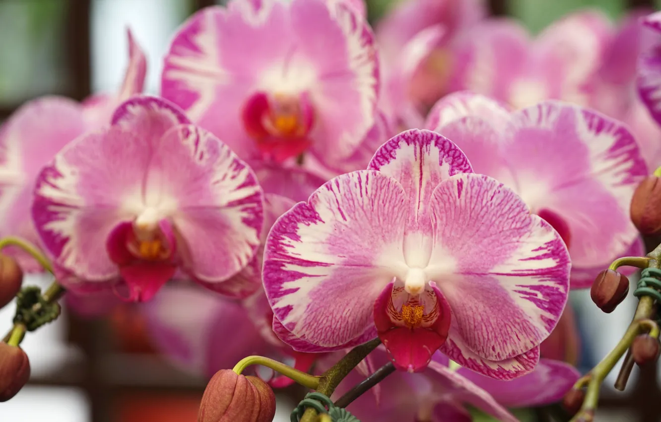 Photo wallpaper macro, petals, Orchid