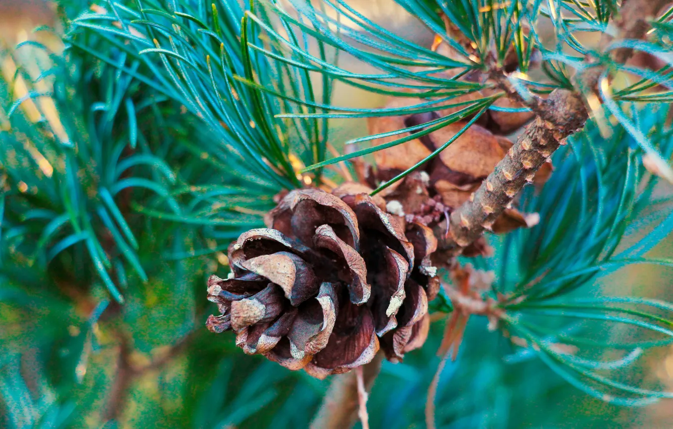 Photo wallpaper pine, twig, cone