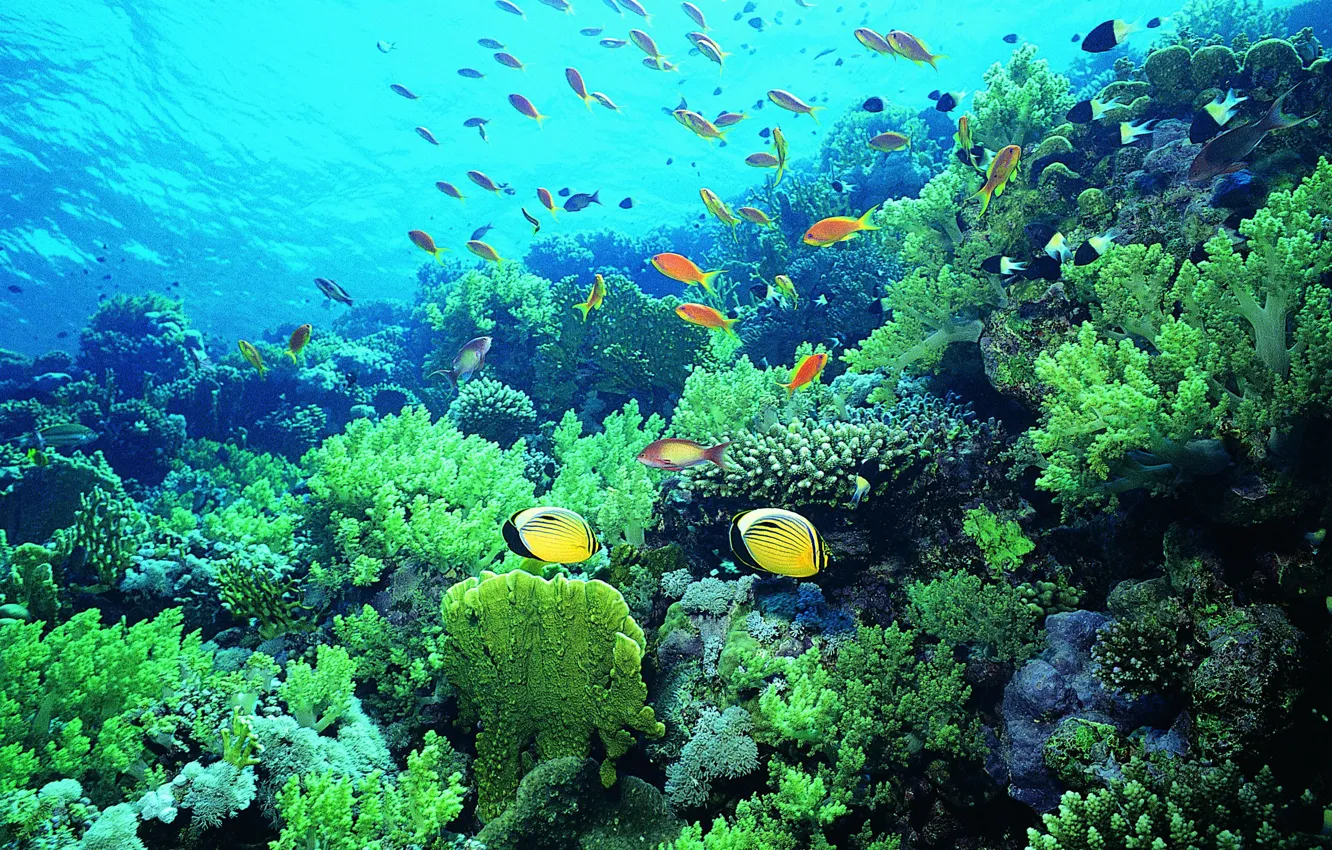 Photo wallpaper fish, corals, underwater world