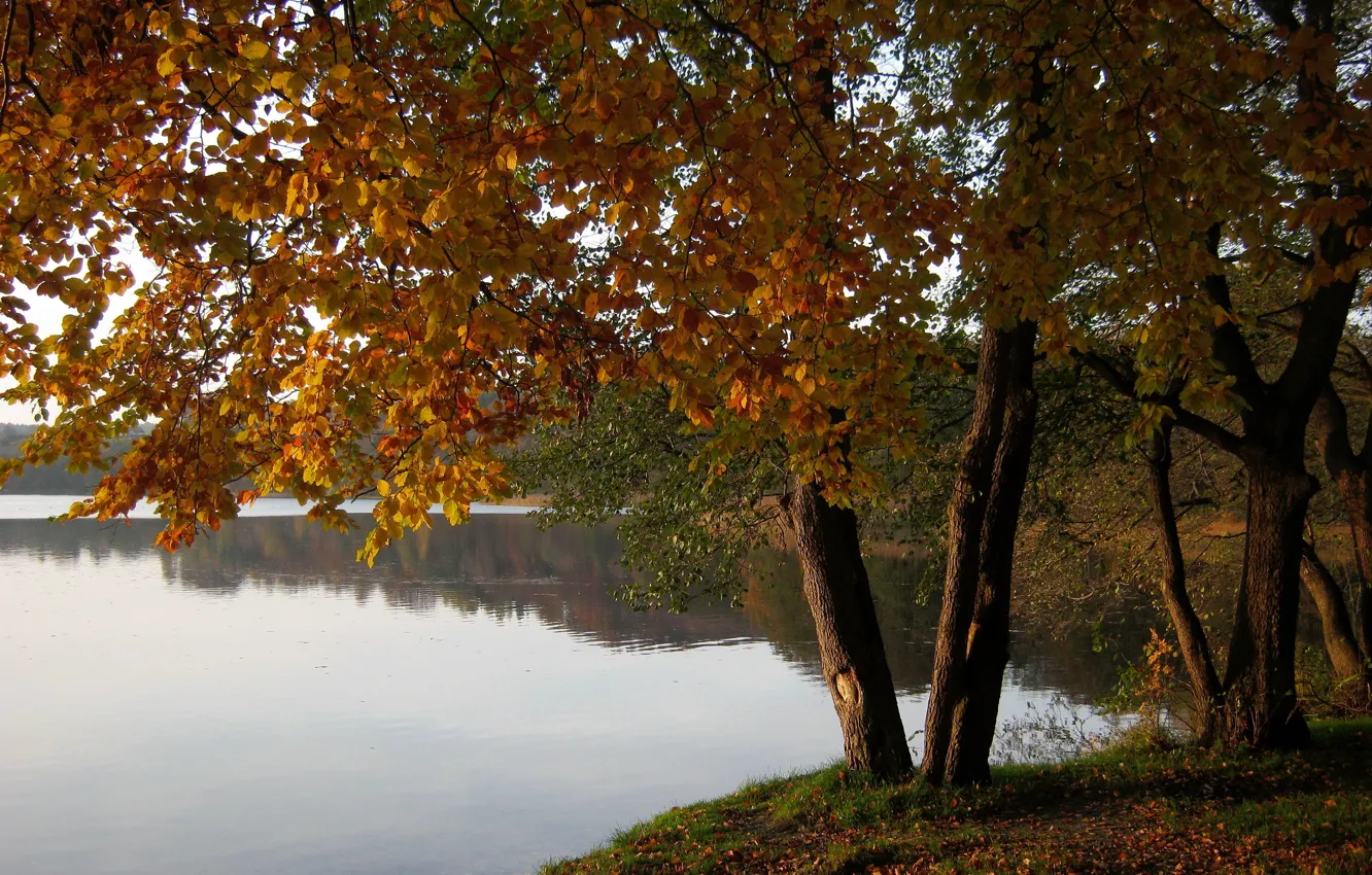 Photo wallpaper Poland, nature., Marchowo, tres