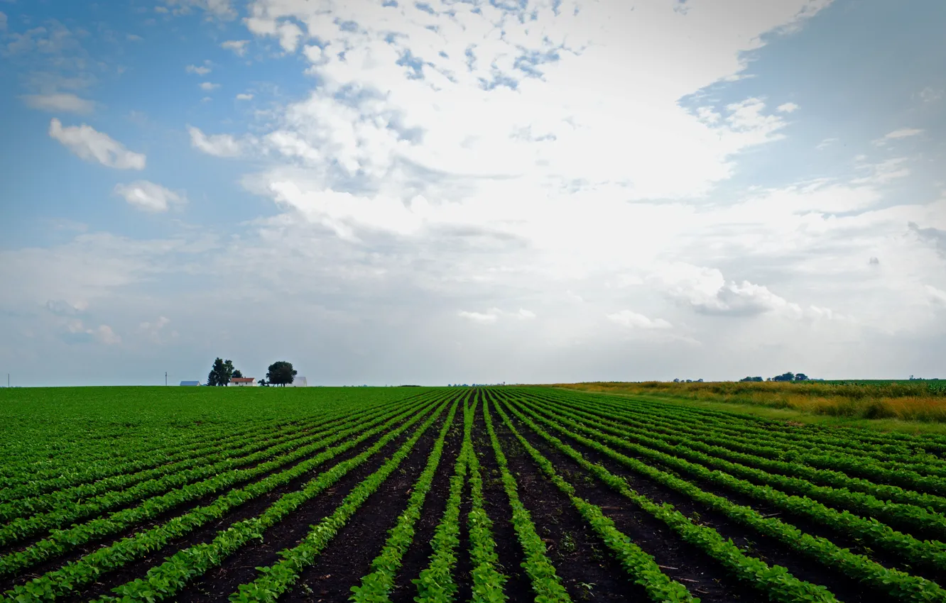 Photo wallpaper field, space, the countryside, farm