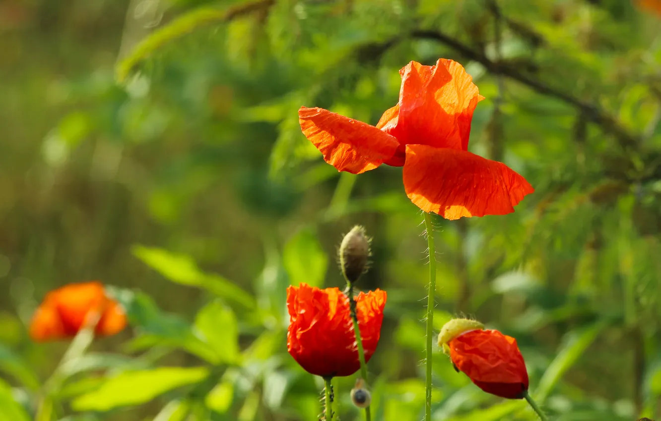 Photo wallpaper red, flower, poppy