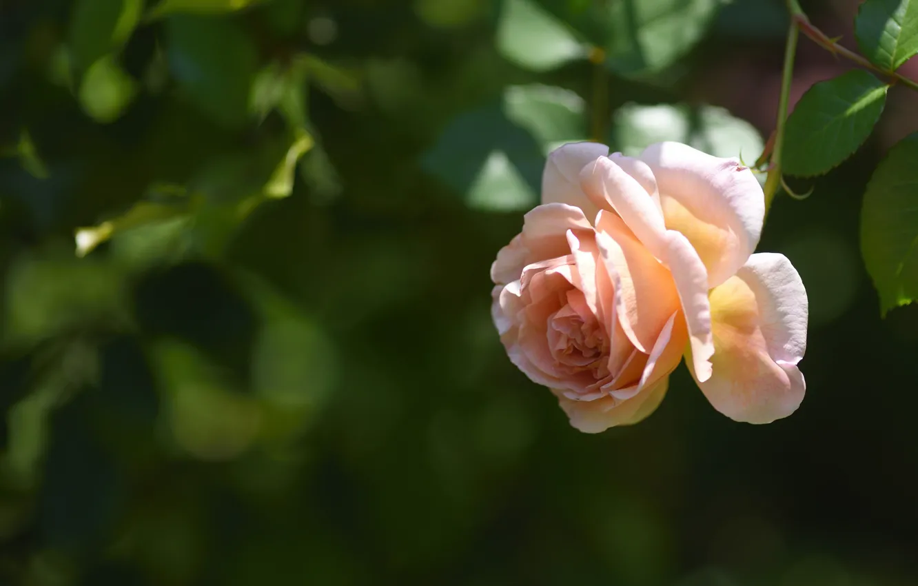 Photo wallpaper macro, roses, buds, bokeh